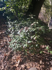 Frangula californica