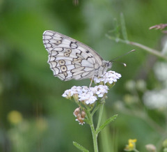 Melanargia russiae