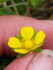 Potentilla paradoxa