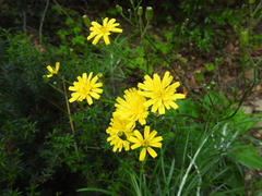 Crepis fraasii