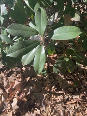 Frangula californica