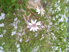 Symphyotrichum cordifolium