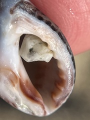 Acanthinucella