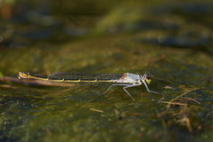 Austrocnemis splendida