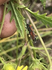 Lygaeus kalmii kalmii
