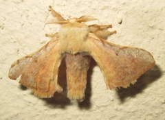 Bombycidae