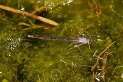 Austrocnemis splendida