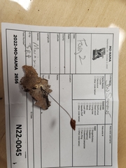 Marasmius fulvoferrugineus