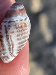 Acanthinucella
