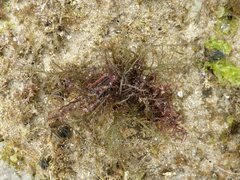Chondracanthus teedei