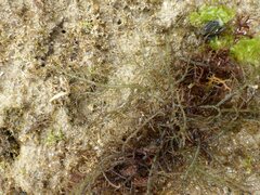 Chondracanthus teedei