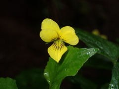 Viola glabella