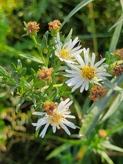 Symphyotrichum lanceolatum