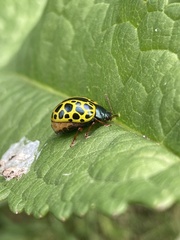 Calligrapha polyspila