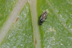 Phoridae