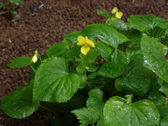 Viola glabella