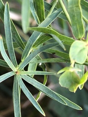 Euphorbia saratoi