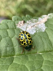 Calligrapha polyspila