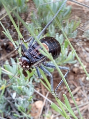 Pycnogaster valentini