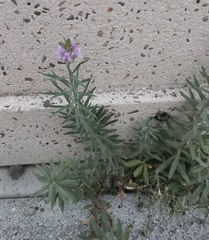Linaria purpurea