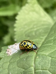 Calligrapha polyspila