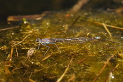 Austrocnemis splendida