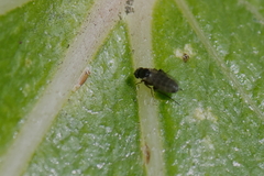 Phoridae
