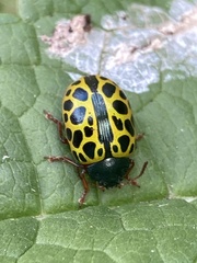 Calligrapha polyspila