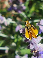 Copaeodes aurantiaca