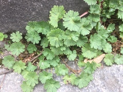 Geranium