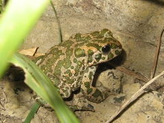 Bufotes viridis viridis