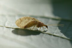Hemerobius