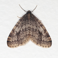 Operophtera occidentalis