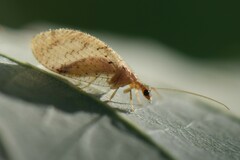 Hemerobius