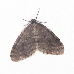 Operophtera occidentalis