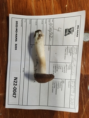 Psathyrella cloverae