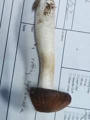 Psathyrella cloverae