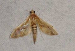 Agathodes ostentalis