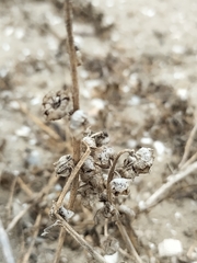 Dicoria canescens