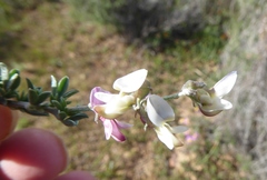Wiborgia