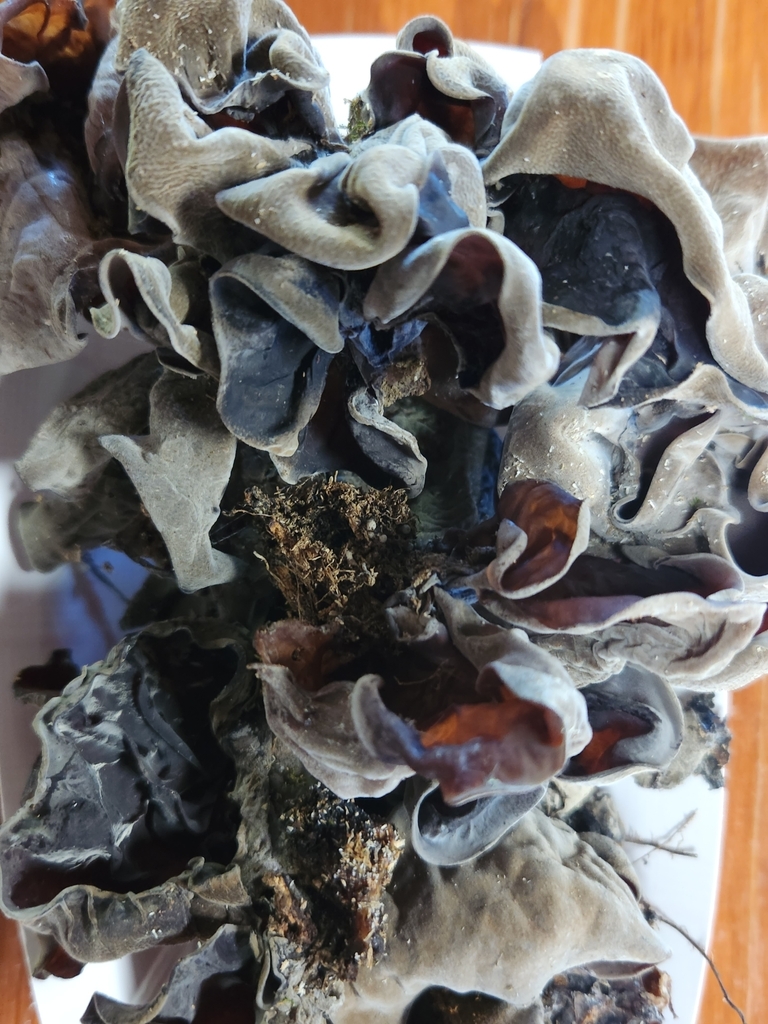 Wood ear fungi from Hillcrest Hall, Potosi, MO 63664, USA on September