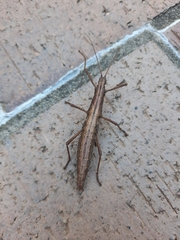 Anisomorpha ferruginea