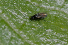 Phoridae