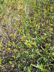 Hypericum kalmianum