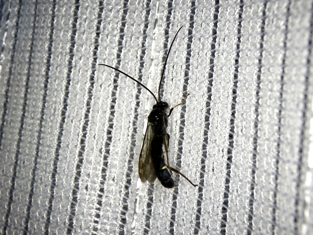 Metopius citratus