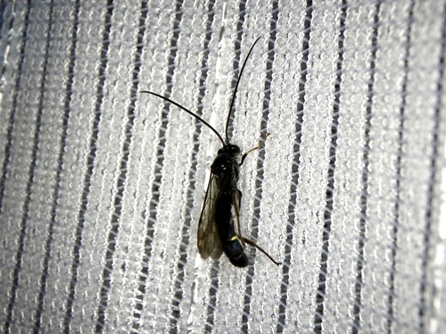 Ichneumon noir à ventre tacheté de citron sur les côtés