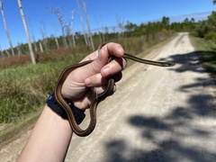 Thamnophis saurita