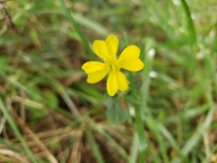 Ranunculus flammula