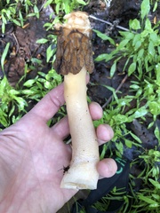 Verpa bohemica