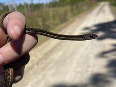 Thamnophis saurita